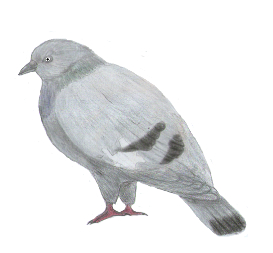 Dysmoropelia