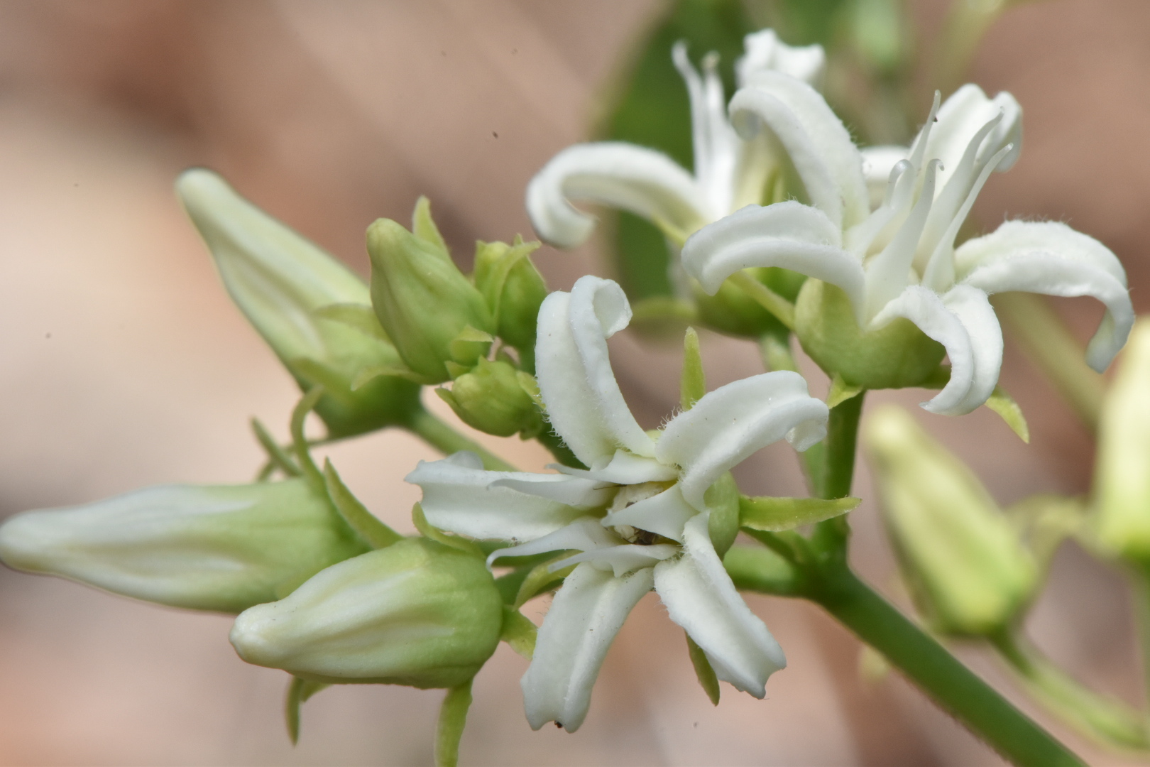 Cynanchum ligulatum