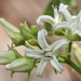 Mexican Swallow-Wort - Photo (c) Joey Santore, some rights reserved (CC BY-NC), uploaded by Joey Santore