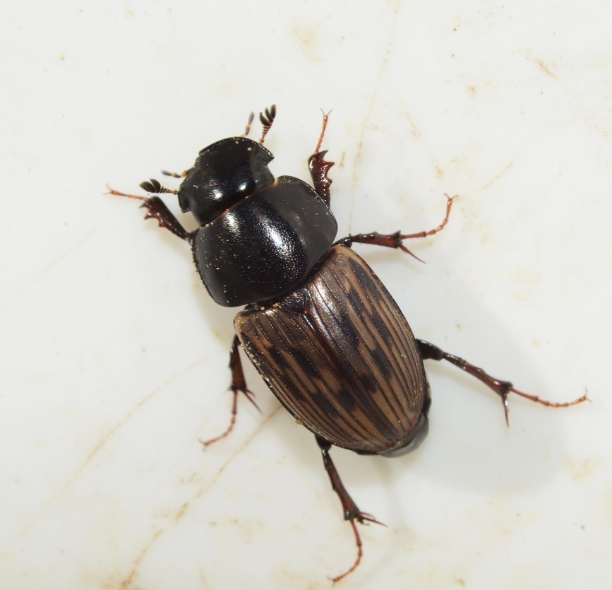 Aphodiini