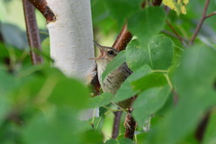 Locustella lanceolata