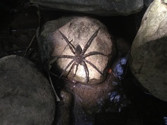 Dolomedes holti