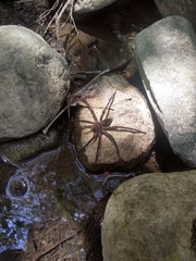 Dolomedes holti