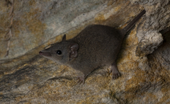 Brown Antechinus photo 2