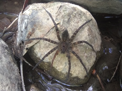 Dolomedes holti