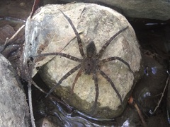 Dolomedes holti