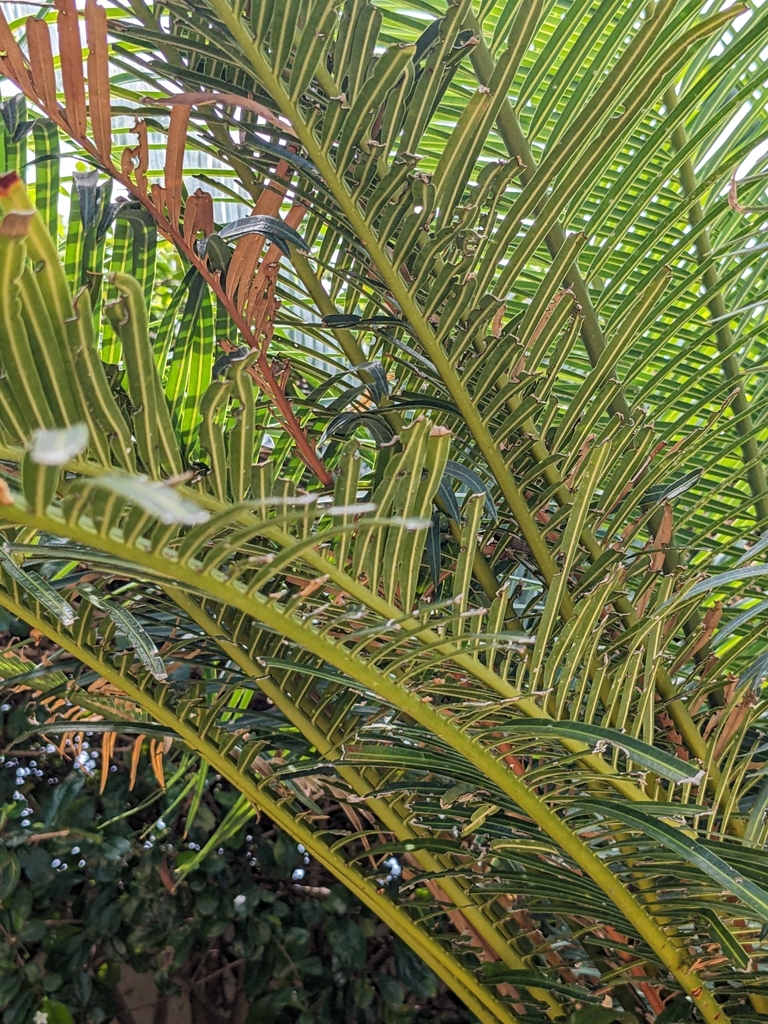 Thiên tuế biển – Cycas edentata