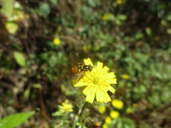 Chrysotoxum triarcuatum