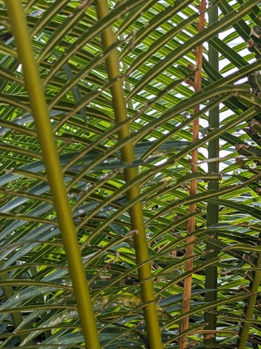 Cycas edentata, photograph 2