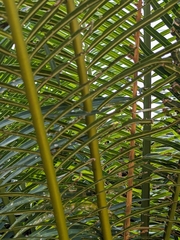 Cycas edentata, photograph author not stated, no rights reserved