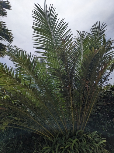 Cycas edentata, photograph 3