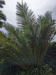 Cycas edentata, photograph author not stated, no rights reserved