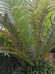 Cycas edentata, photograph author not stated, no rights reserved