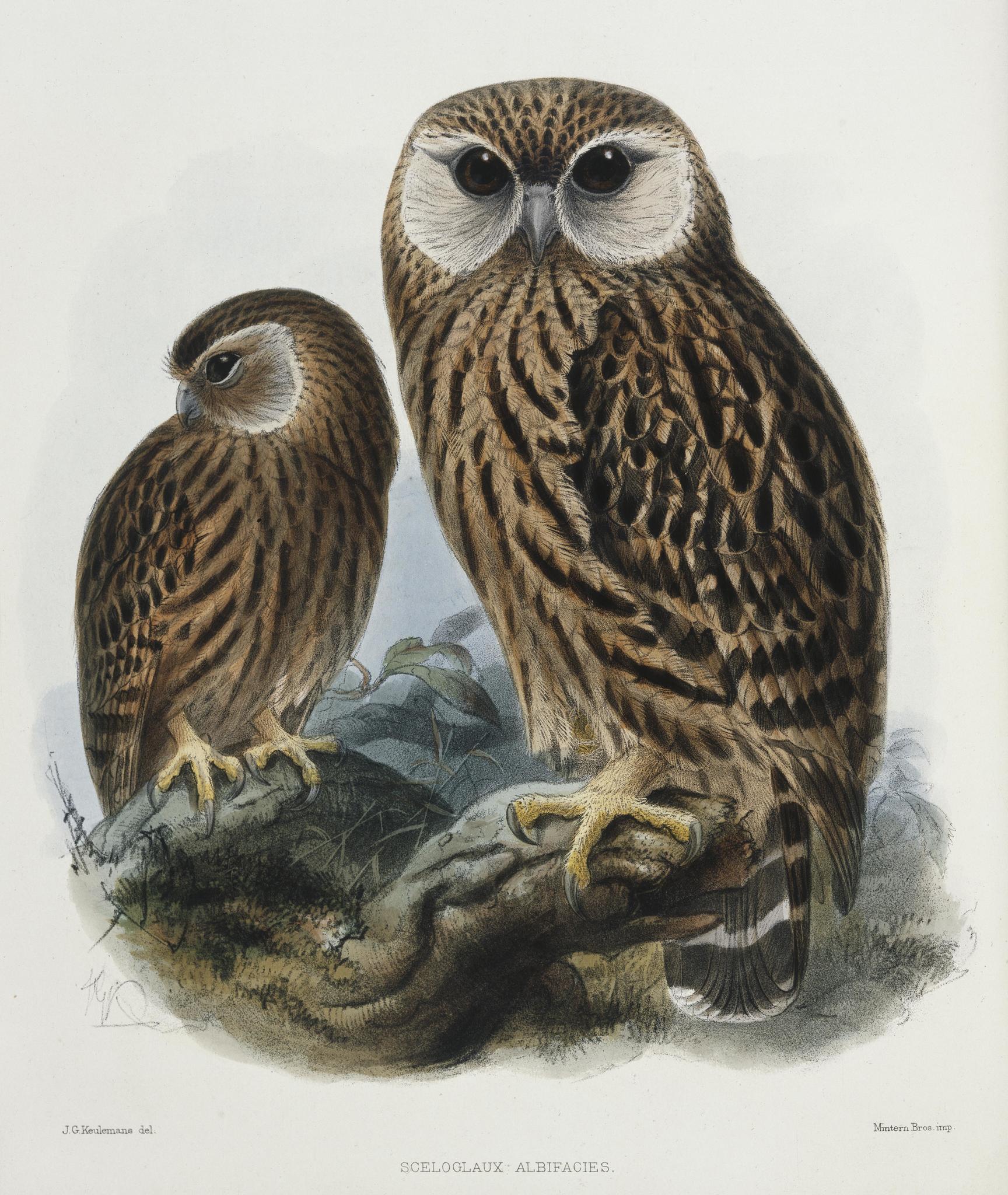Owl13さま専用ページ Laughing Owl (Ninox albifacies) · iNaturalist