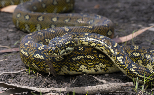 Diamond Python sighting