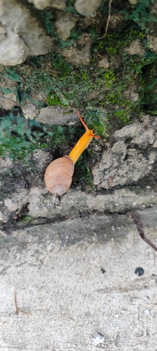 Tayloria quadrilateralis observed 2025-02-26