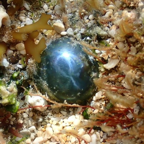 Valonia observed 2025-02-23