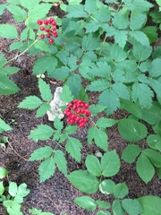 Actaea rubra rubra