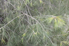Pinus pinceana