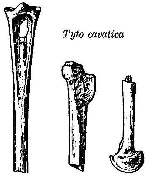 Puerto Rican Barn Owl