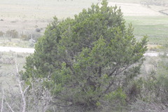 Pinus pinceana