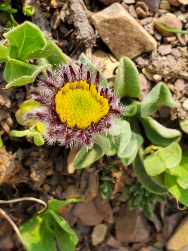 Image of Alpine yellow fleabane by no rights reserved