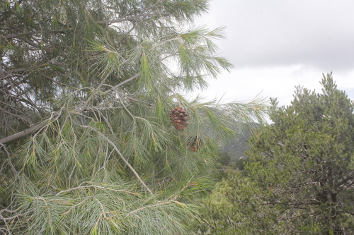 Image of Pinus pinceana by (c) Juan Cruzado Cortés, some rights reserved (CC BY-SA)