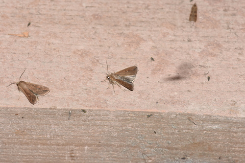 mora bielobodá (Mythimna albipuncta)