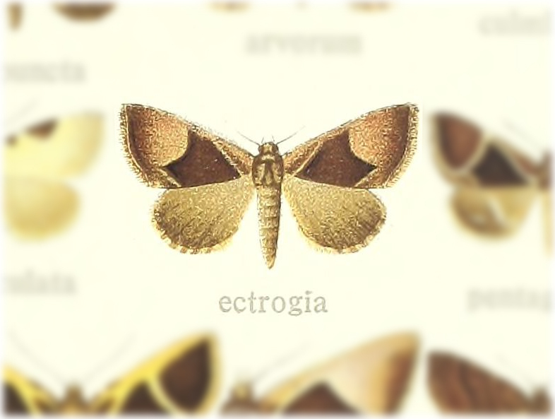 Parafodina ectrogia