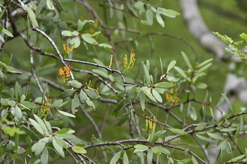 Alepis flavida (Alepis flavida)