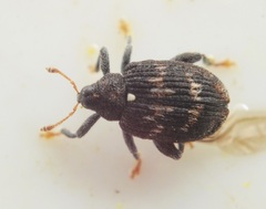 Tachyerges decoratus