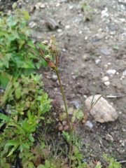 Ostericum maximowiczii