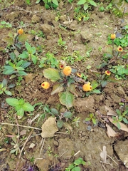 Acmella oleracea, photograph (c) Rick Chou, some rights reserved (CC BY)