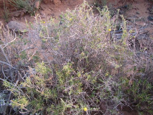 Image of Thorn Karoo (Pentzia spinescens) by (c) douglaseustonbrown, some rights reserved (CC BY-SA)