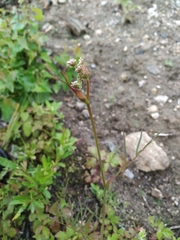Ostericum maximowiczii