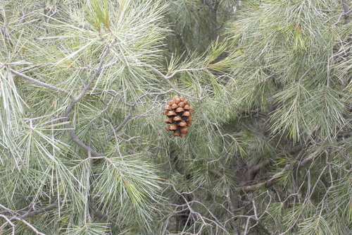 weeping pinyon