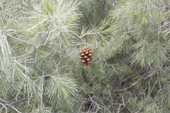 Pinus pinceana