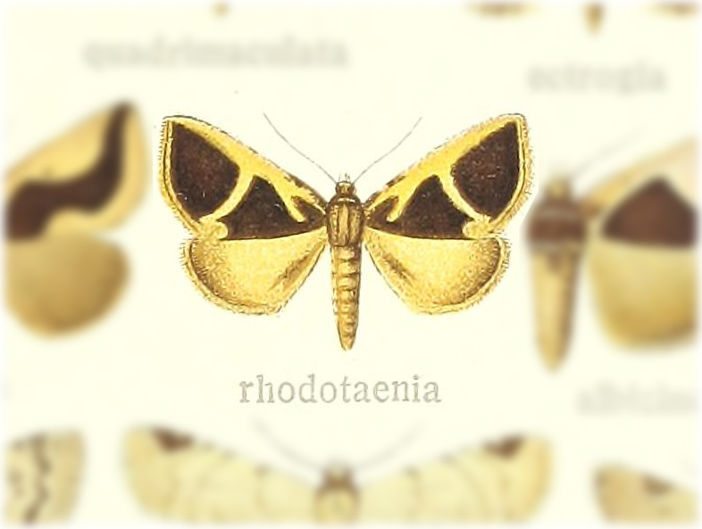 Fodina rhodotaenia