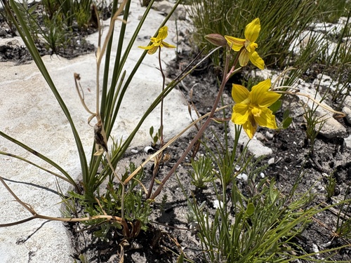 Image of Cyanella lutea by (c) Charleen Brunke, some rights reserved (CC BY)