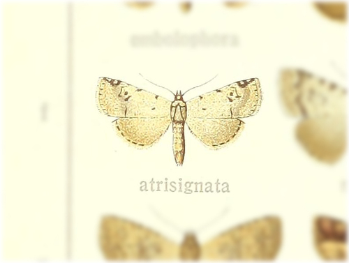 Oglasodes atrisignata
