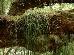 Rhipsalis baccifera
