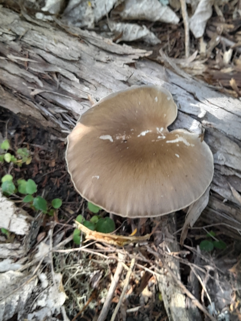 Pleurotus australis · February 2025 · photo: © mphnz (iNaturalist, cc0)