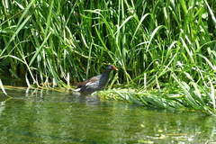 Gallinula chloropus