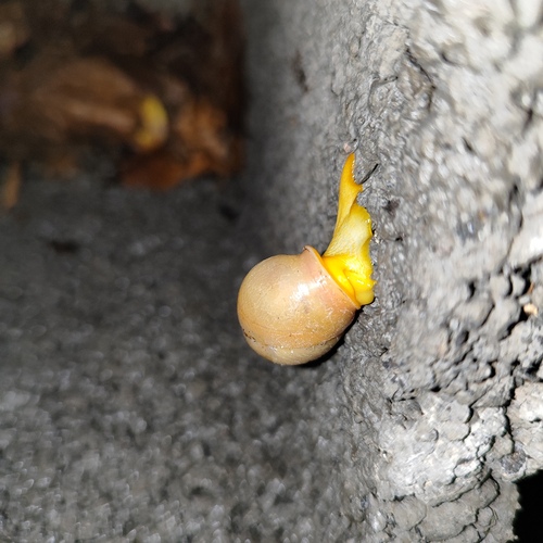 Tayloria quadrilateralis observed 2024-01-16