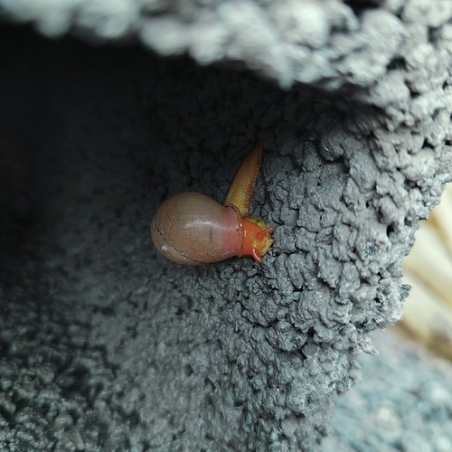 Tayloria quadrilateralis observed 2024-01-16