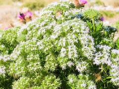 Drypis spinosa spinosa