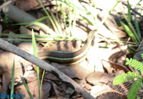 Yellow-throated Plated Lizard