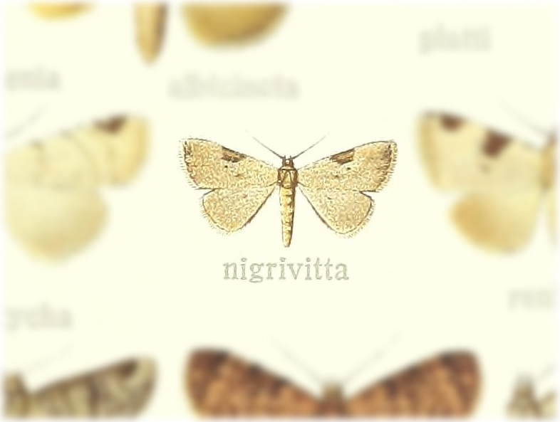 Pseudogyrtona nigrivitta