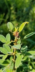 Lespedeza stuevei