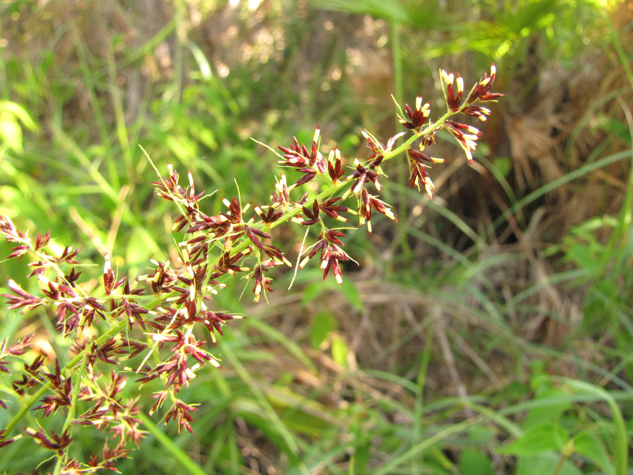 Scleria bracteata